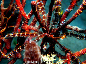Texture with Brittle  star wrapped around coral by Marylin Batt 